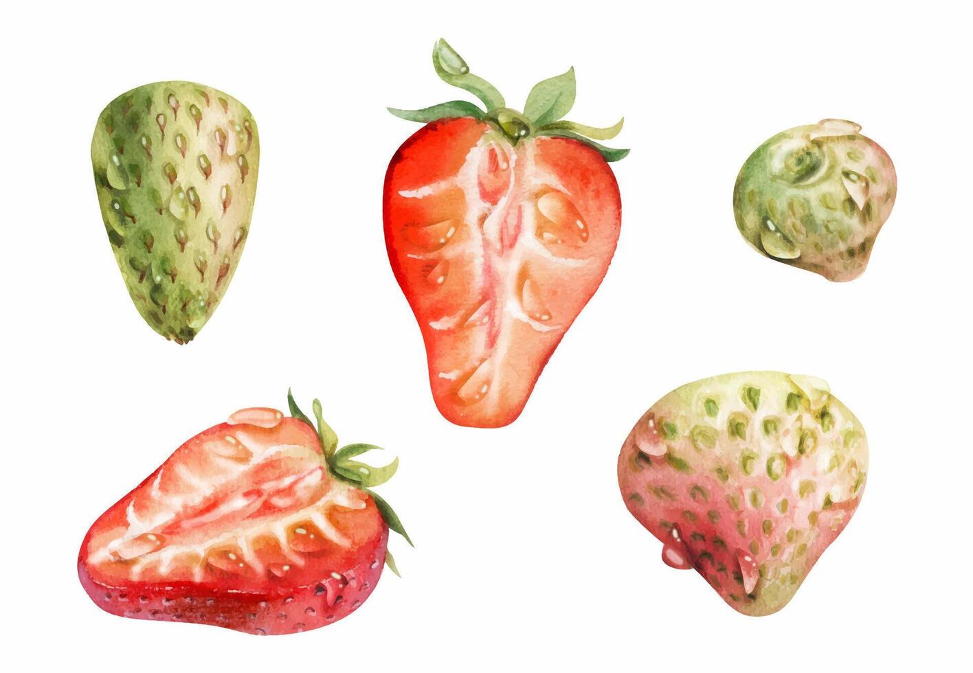 Watercolor strawberries in various ripeness stages vector
