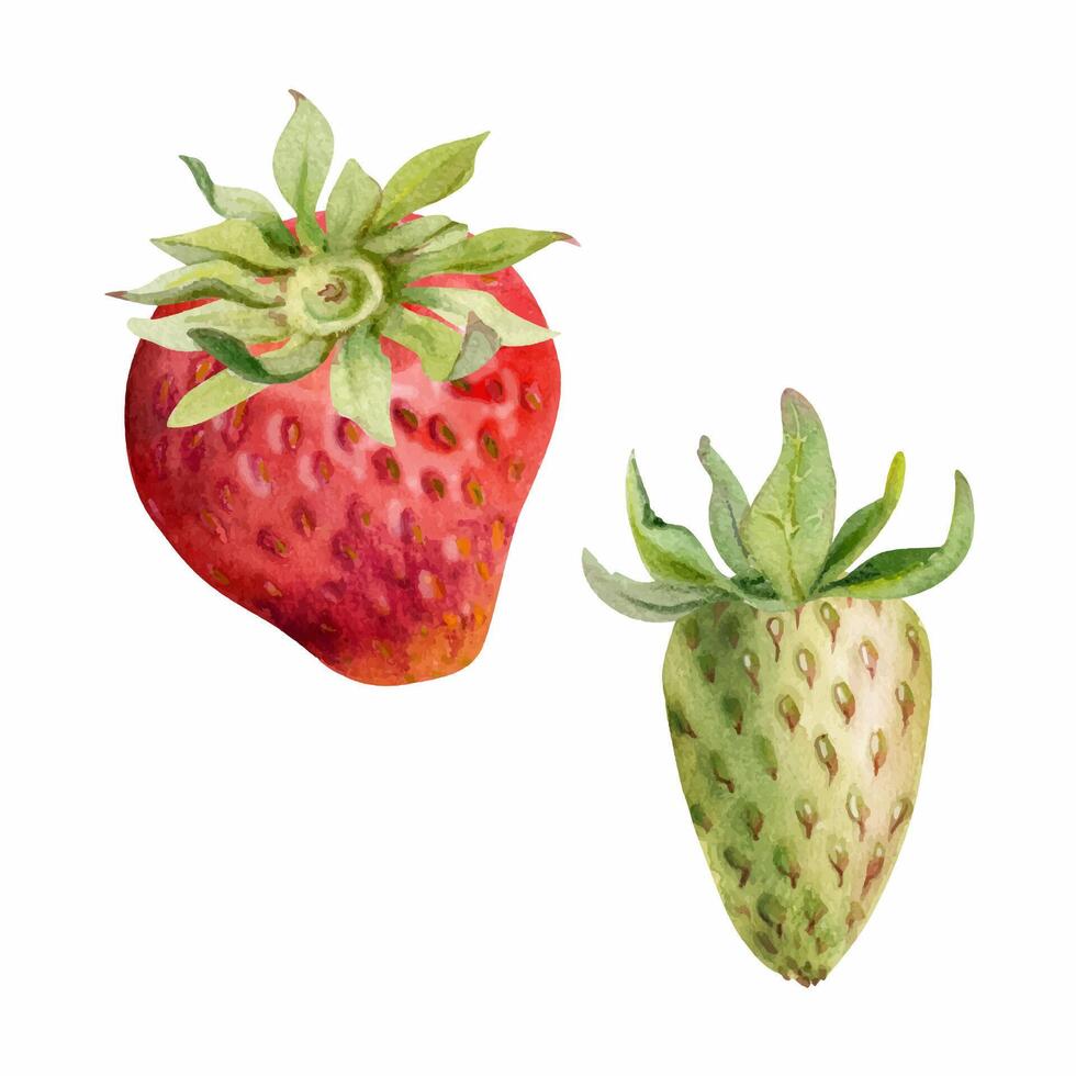 Red and green watercolor strawberries vector