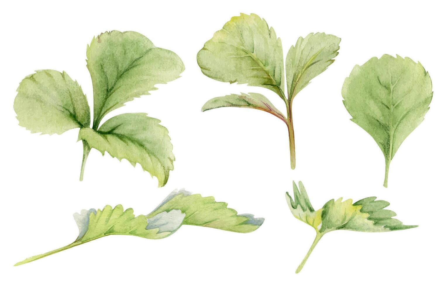 Watercolor green leaves illustration vector