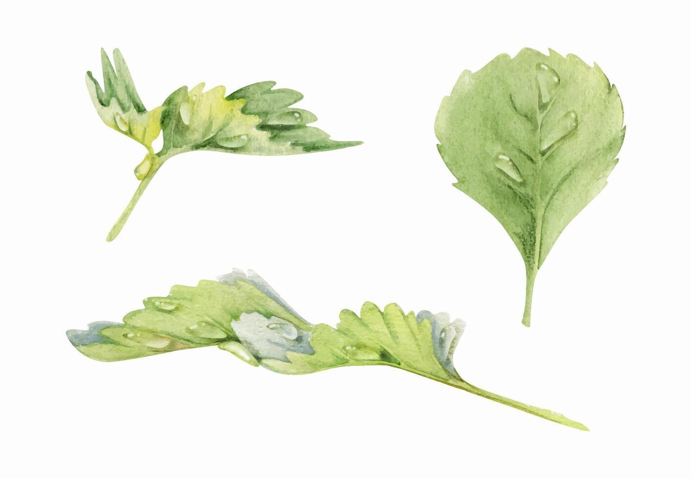 watercolor illustration of green leaves vector