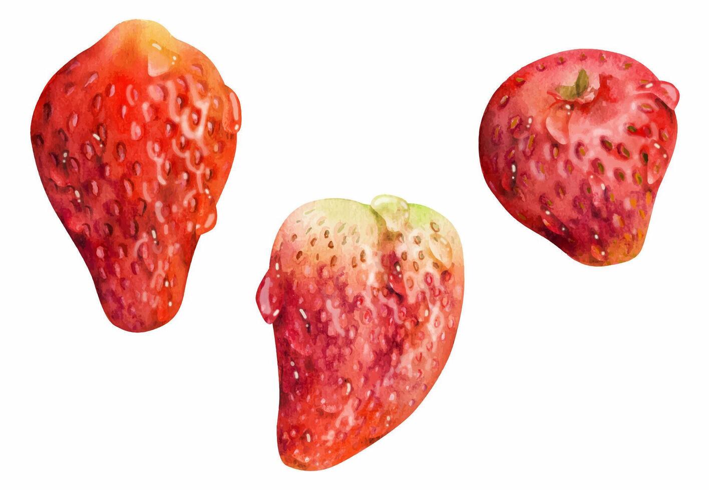 Strawberry ripe fruit in water dew drops wet moist hand drawn in watercolor, garden berry strasberry. Botanical isolated illustration. Home preserves, grocery food packaging, cosmetics refreshments vector