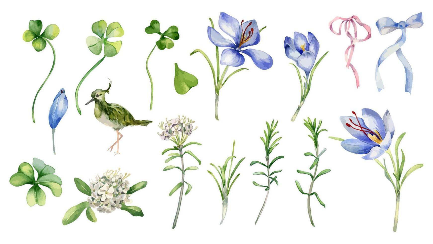 Clover, crocus and wild rosemary watercolor clipart hand drawn. Set of white blue flowers isolated. Painted bird, ribbon bow and blooms. Spring flora, lucky shamrock for design Easter, St. Patrick. vector