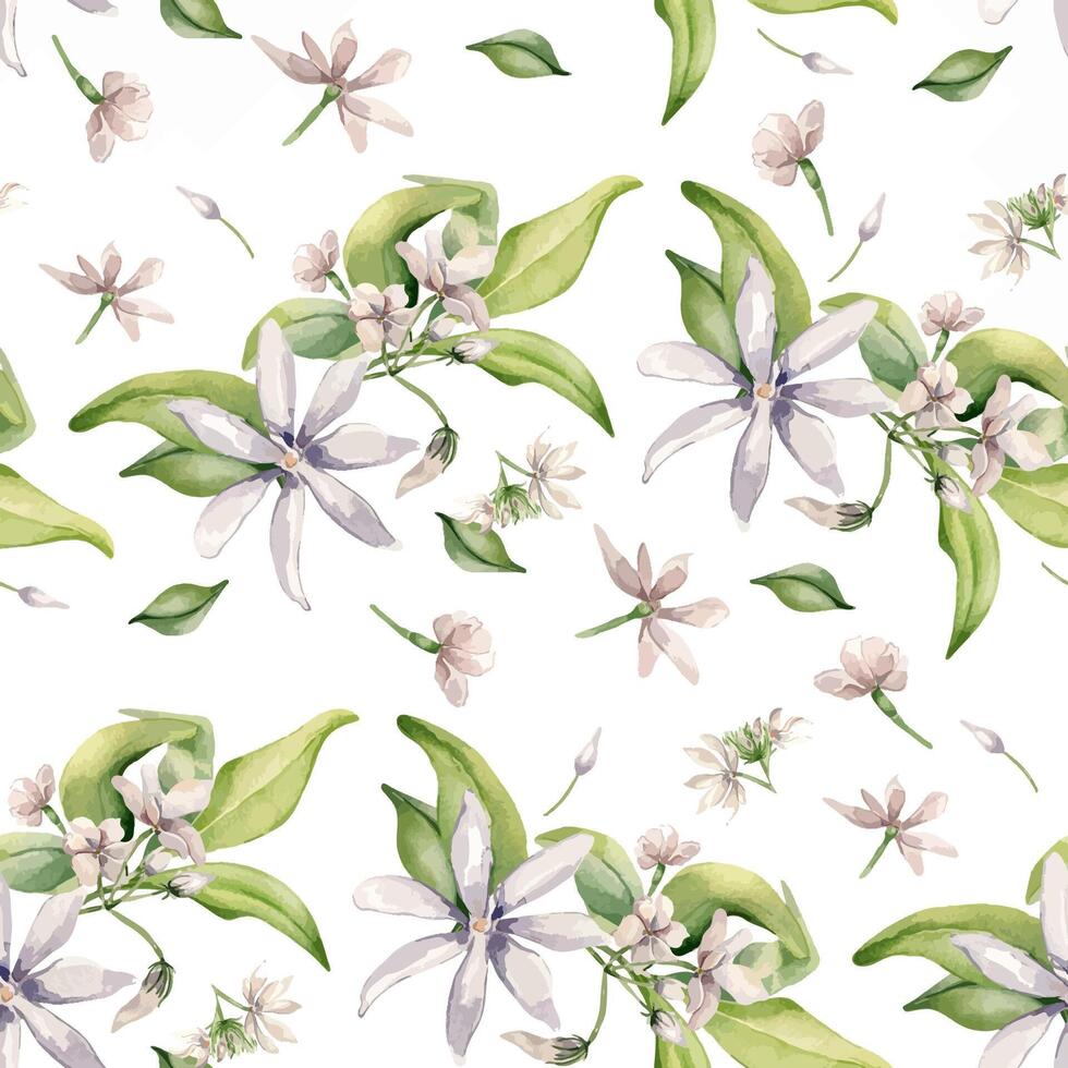 Jasmine blooms, buds, leaves levitation watercolor seamless pattern isolated. Pale pink flowers botanical style hand drawn on repeating texture. White blooming plants background for design textile vector