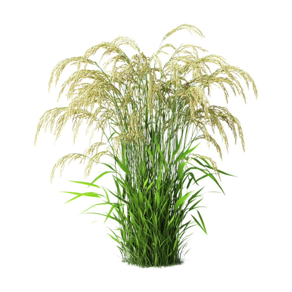 a plant with grass on it, on a transparent background png