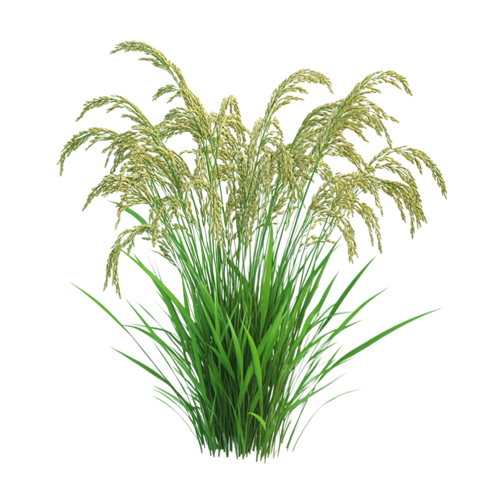 rice plant on transparent background png