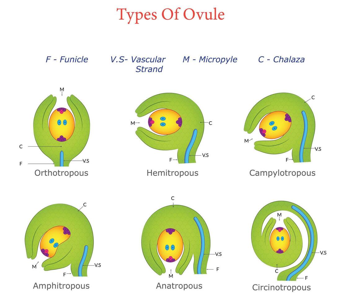 Six Types of Ovules Illustrated Classification and Structure vector