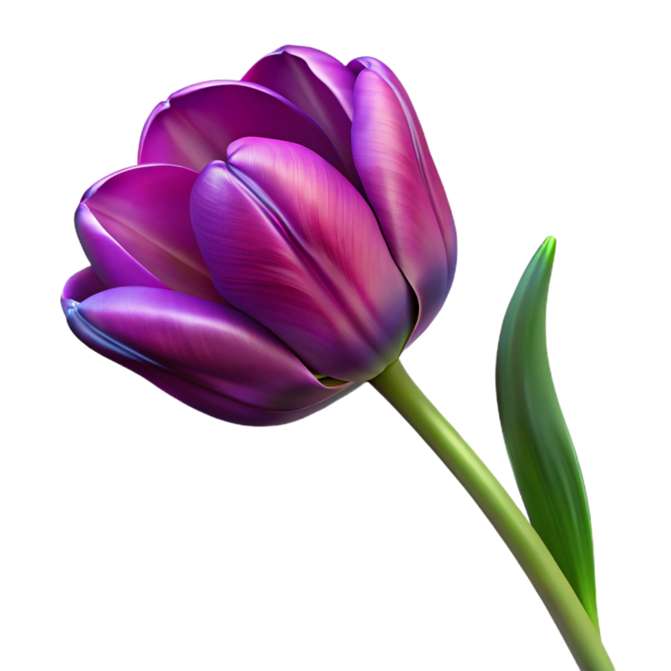 serene tropical Single purple tulip with variegatepetals, long stem, studio lighting, top-down view, isolateon transparent background,high-resolution product photography expertly shot png