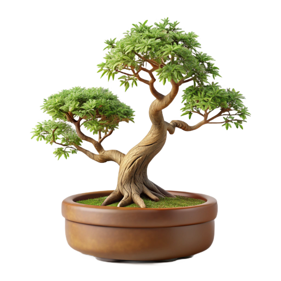 beautiful inspireMiniature bonsai tree with intricate branches antiny leaves, weatherewooden trunk, studio lighting, isolateon transparent background,high-resolution product photography png