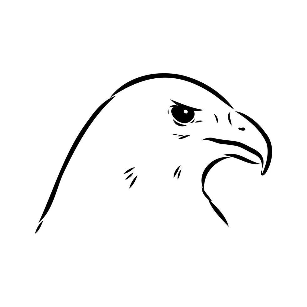 rock buzzard aguya handmade sketch vector