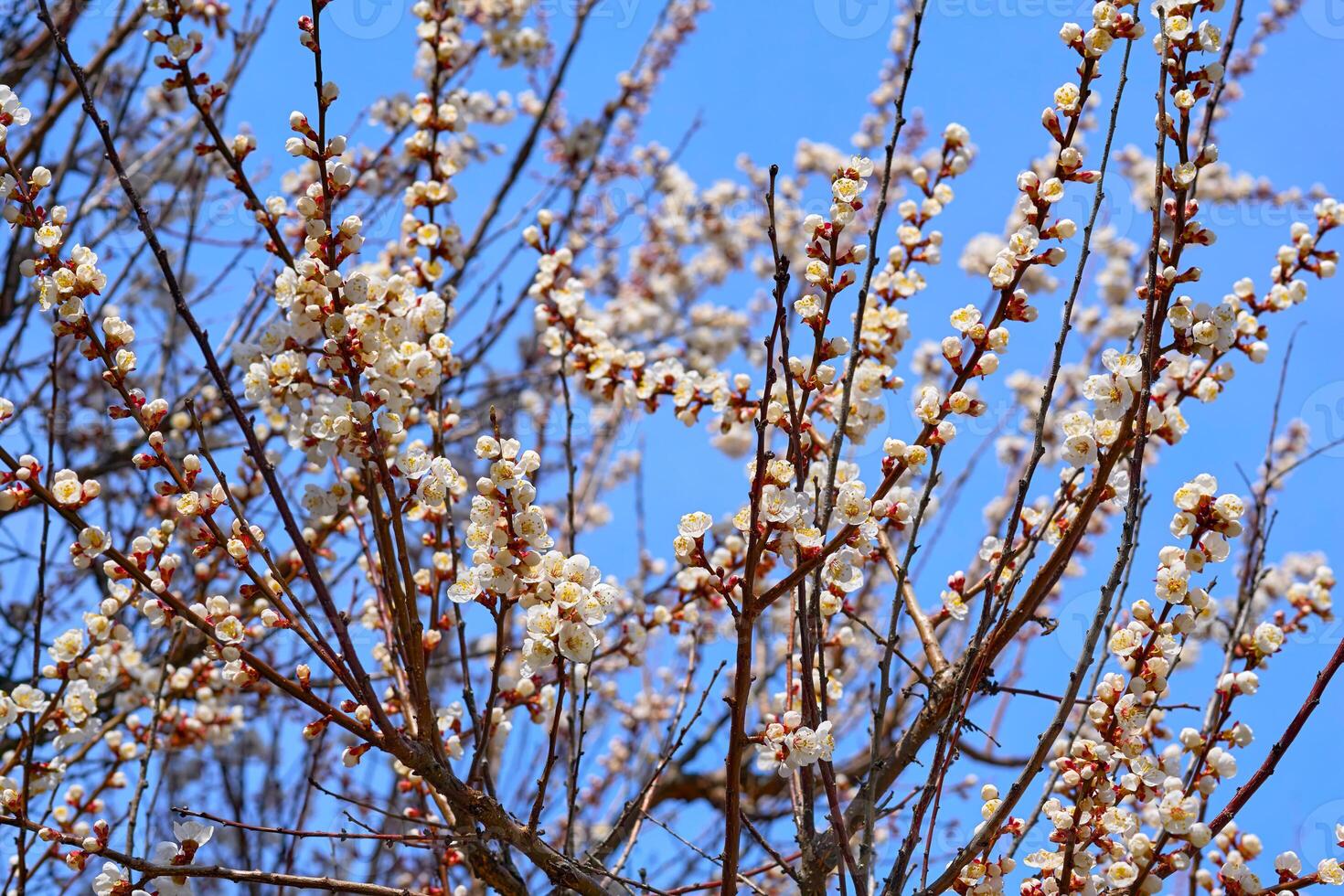 Springtime. White fruit flowers,blue sky.Softness photo