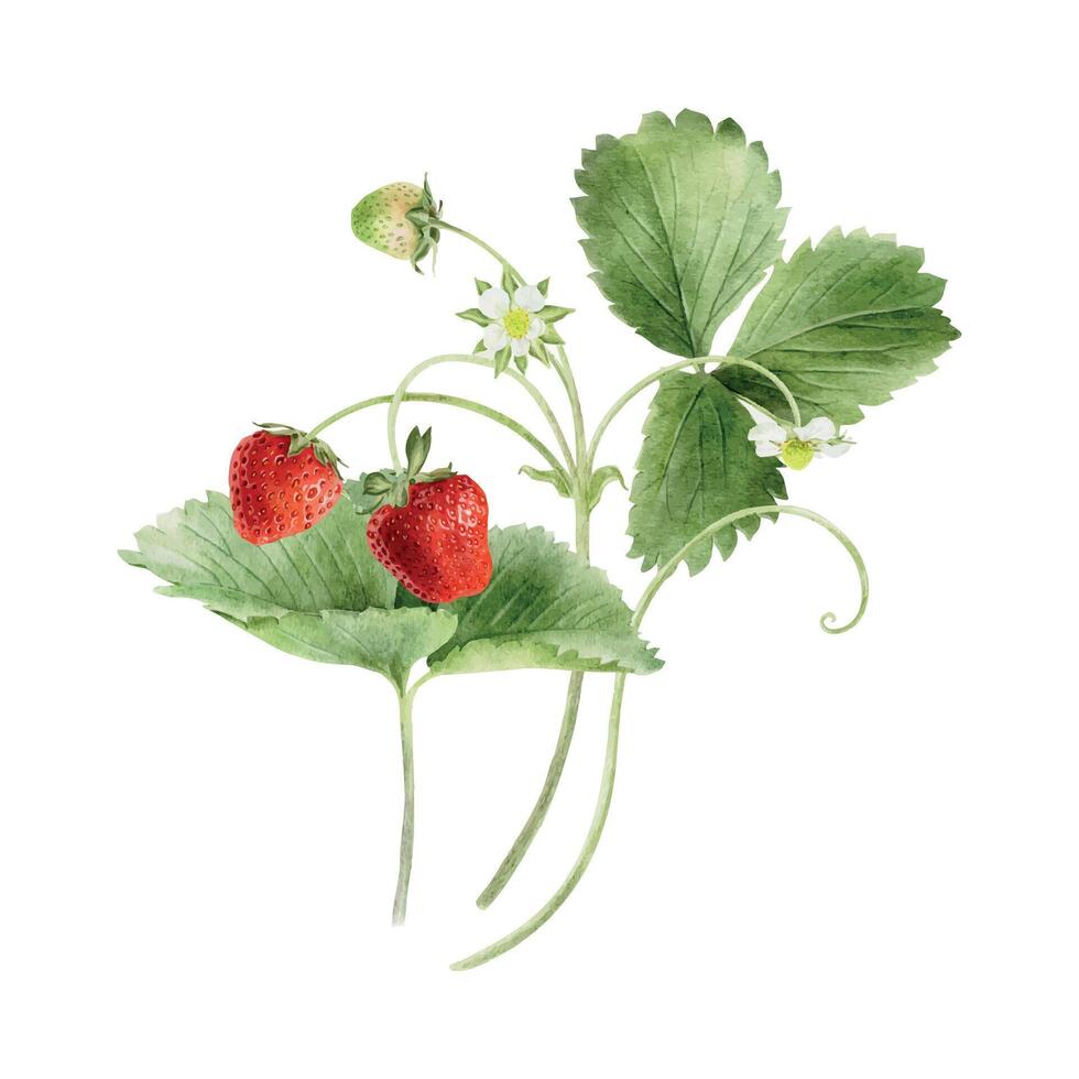 Watercolor illustration of garden strawberries berries. Red, green berries with leaves and stems. Isolated hand drawn summer fruit print for package, cosmetic,cards, agriculture, farming, poster vector