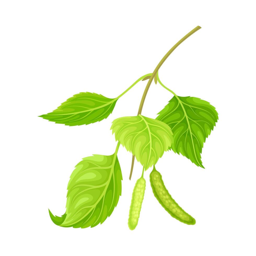 Green birch twig with leaves and aments. Spring season design, Betula Pendula illustration vector