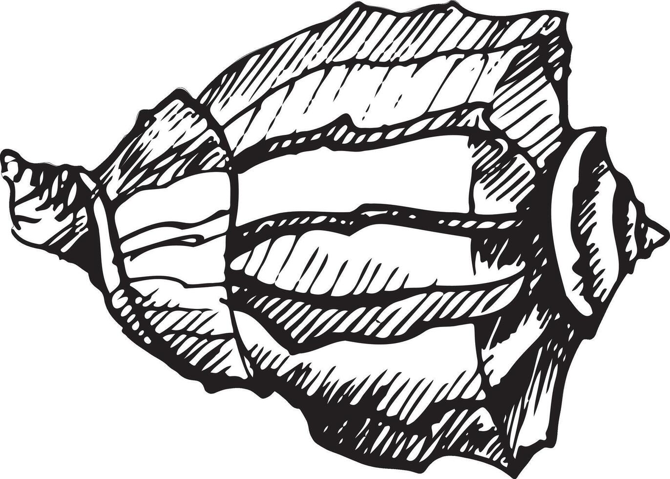 Hand-drawn seashell illustration in vintage engraving style. Black and white marine mollusk sketch perfect for nautical decor, beach-themed design, or tattoo art. Isolated on white background vector