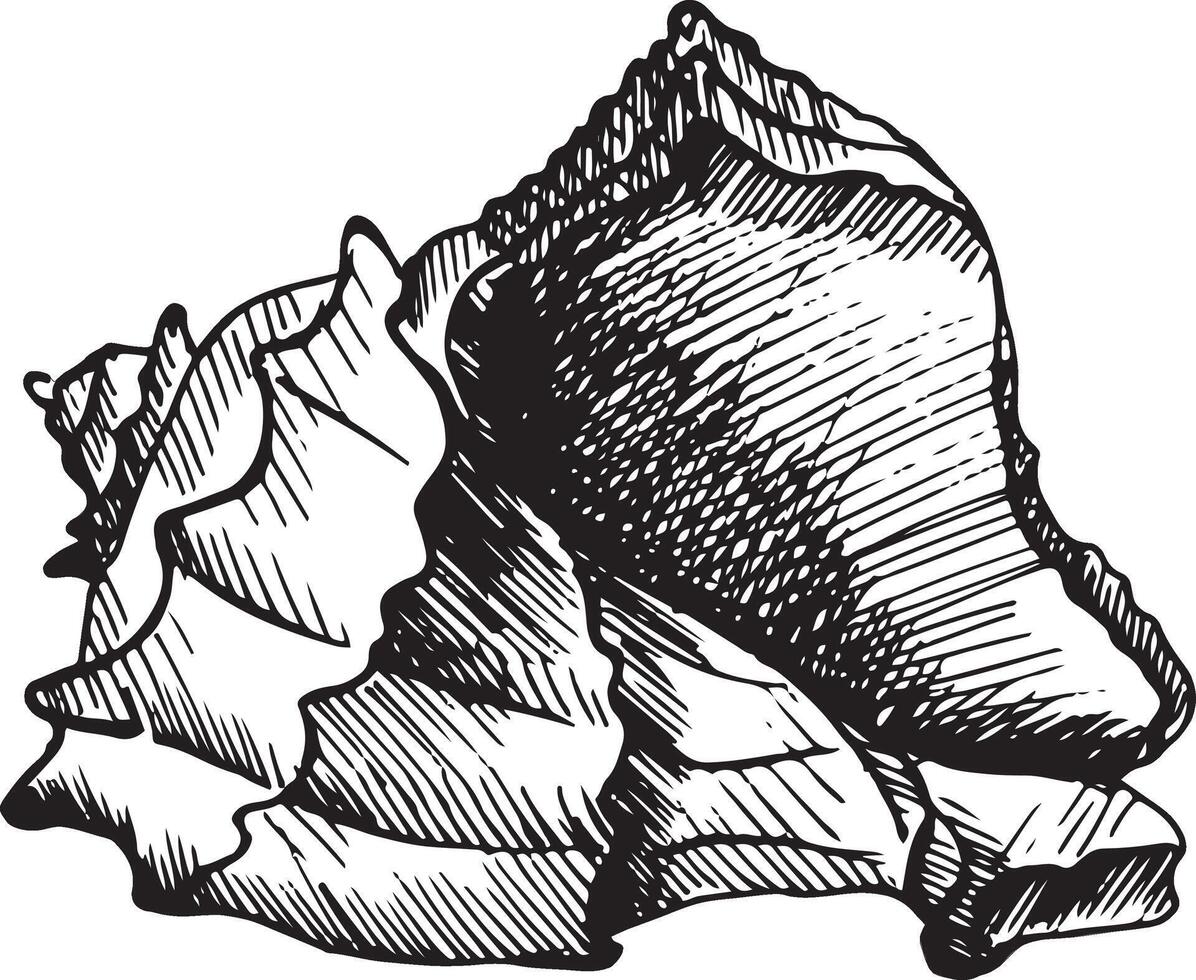 illustration with a seashell. The clam is hand-drawn with a liner, ink pen in black and white graphics. Vintage engraving is suitable for packaging design, posters, marine, beach decor, card vector