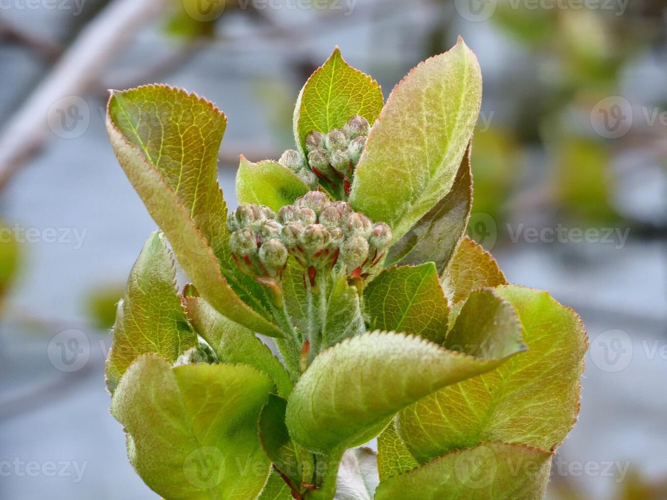Close-up of branch of chokeberry with several leaves emerging in early spring photo