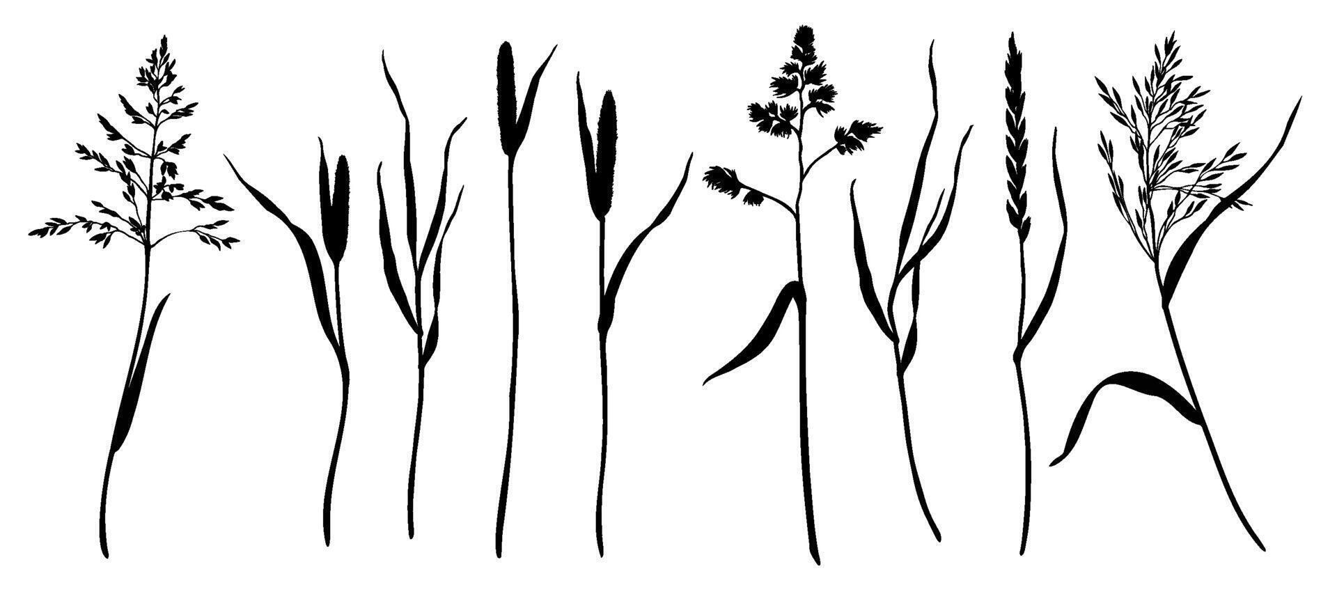 Set of grasses as bluegrass, cocksfoot, timothy, ryegrass, bents silhouettes. Hand drawn illustration. Botanical sketch painted by black inks. Graphic drawing for cards invitation package. vector
