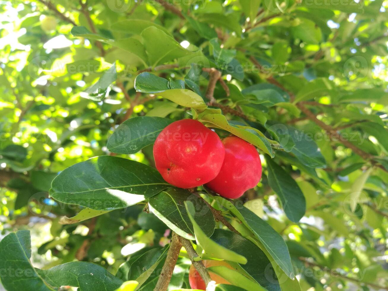 Closeup view of some ripe Malpighia emarginata cherries, an evergreen shrub or small tree with common names include Barbados cherry, acerola, wild crepe myrtle, cereza and cerise. photo