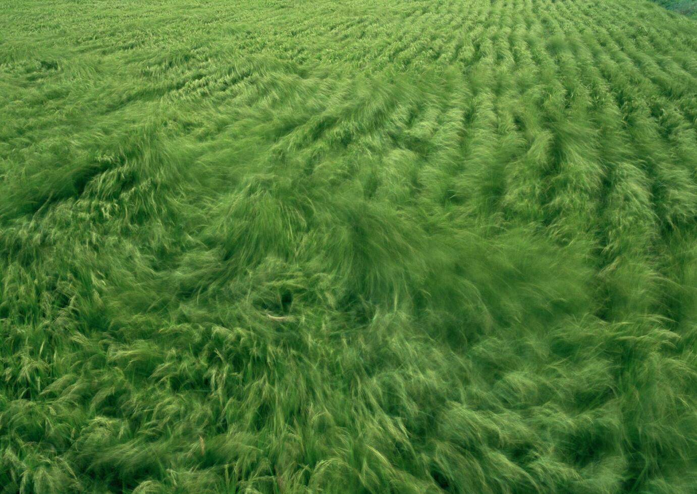 Young Green Paddy Field. HiVol. 27 photo