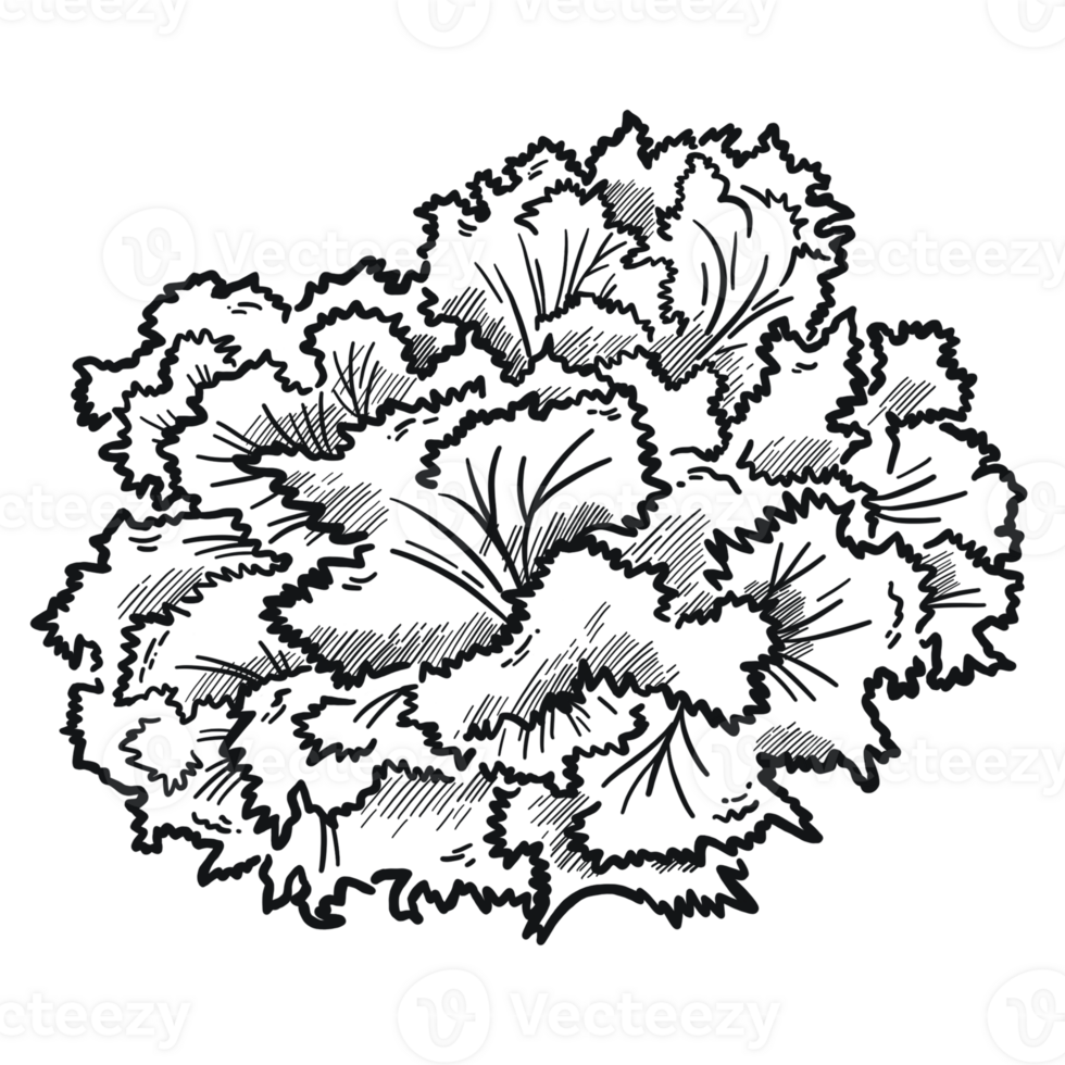 Filley Lettuce Illustration in Detailed Black and White Outline. png