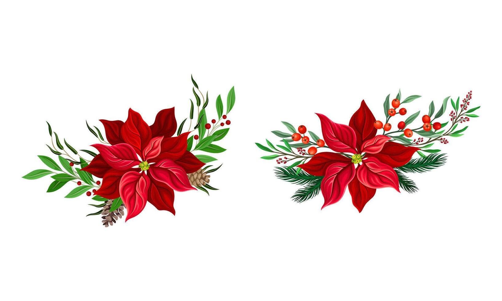 Red poinsettia flower set. Christmas decorations with beautiful flower, fir tree branches and holly illustration vector