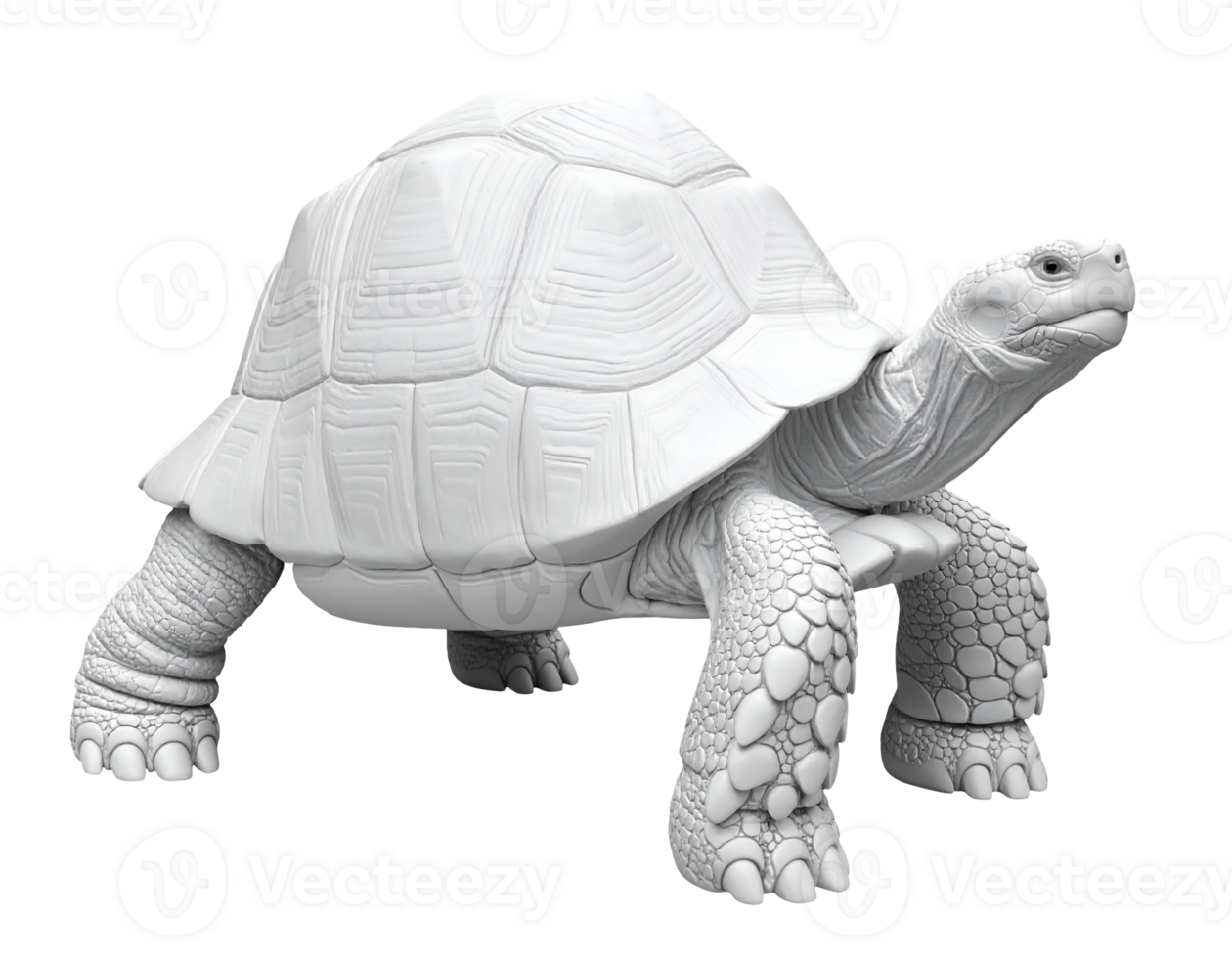 realistic white anatomical turtle sculpture 3d rendered with detailed shell and skin texture on isolated background for zoology education and nature reference png
