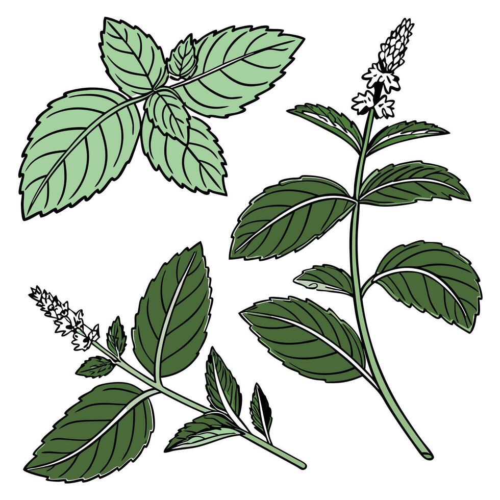 Collection set of Spearmint, In different perspectives vector
