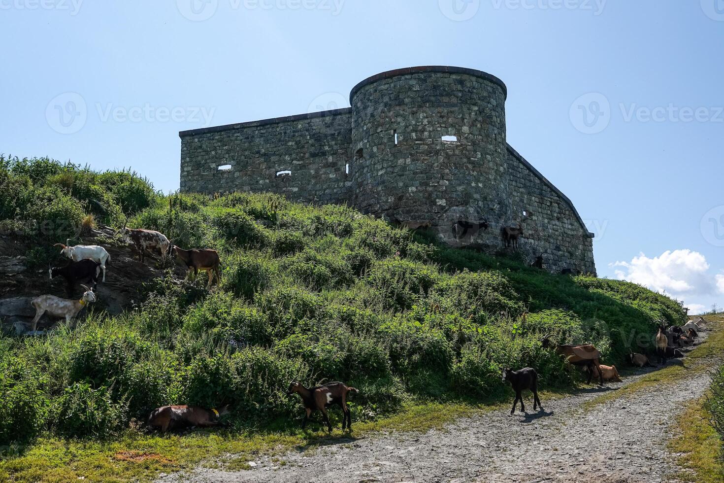 Fort de la Platte with a herd of goats in Bourg-Saint-Maurice photo