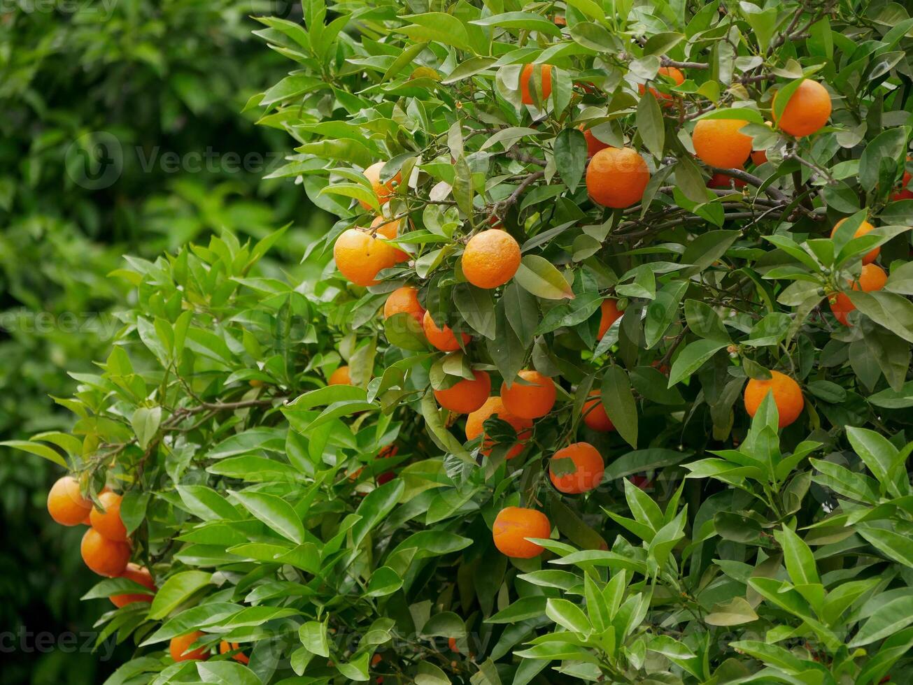 Ripe orange fruits growing on an orange tree in Greece photo