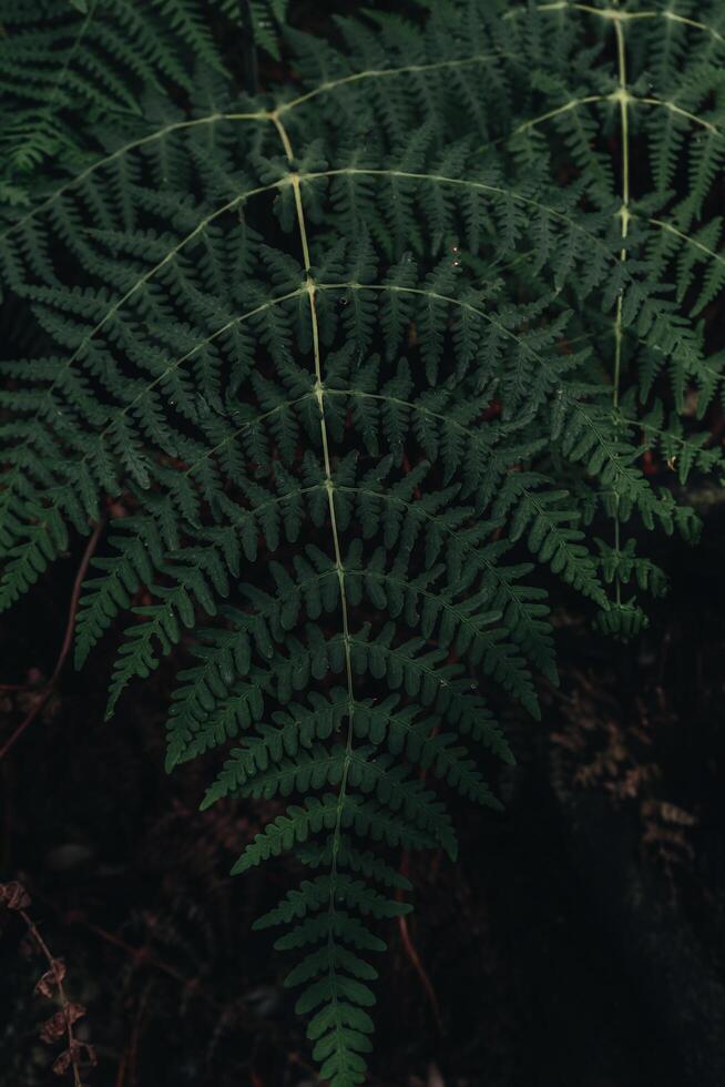 Leaf Wallpaper Close Up photo