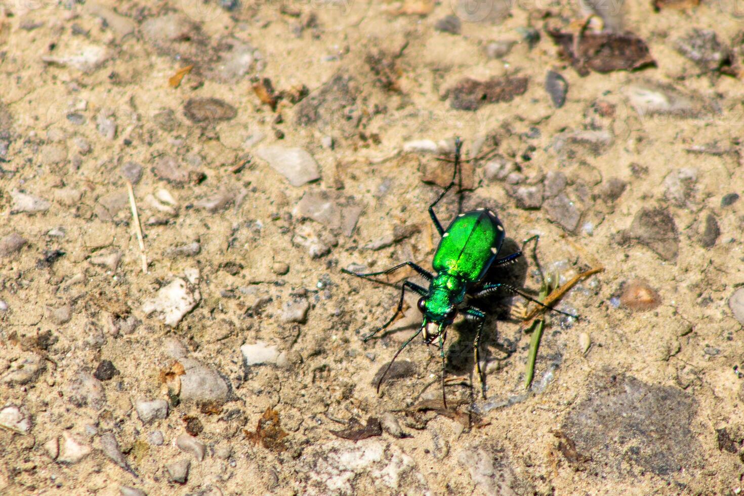 Six-Spotted Tiger Beetle on Walking Path photo