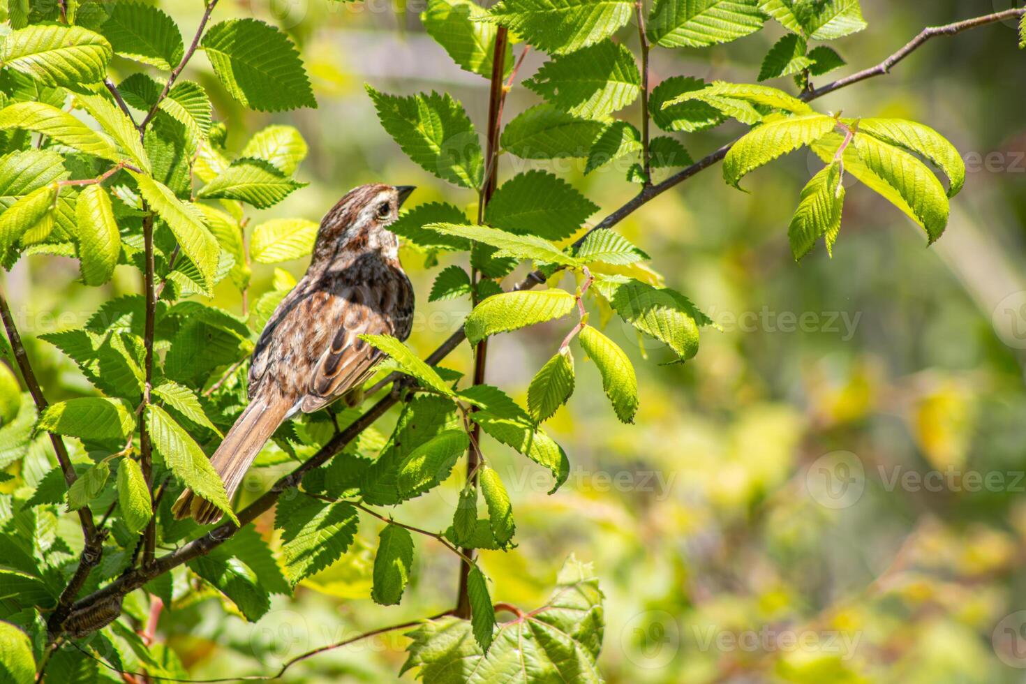 Female Sparrow in a Tree photo