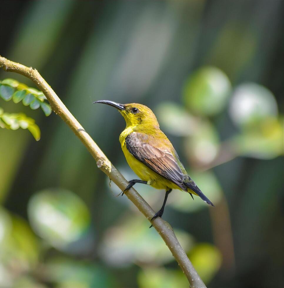 A Green sunbird photo