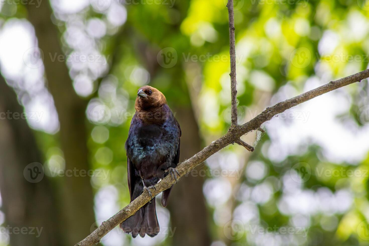 Brown-Headed Cowbird in a Tree photo