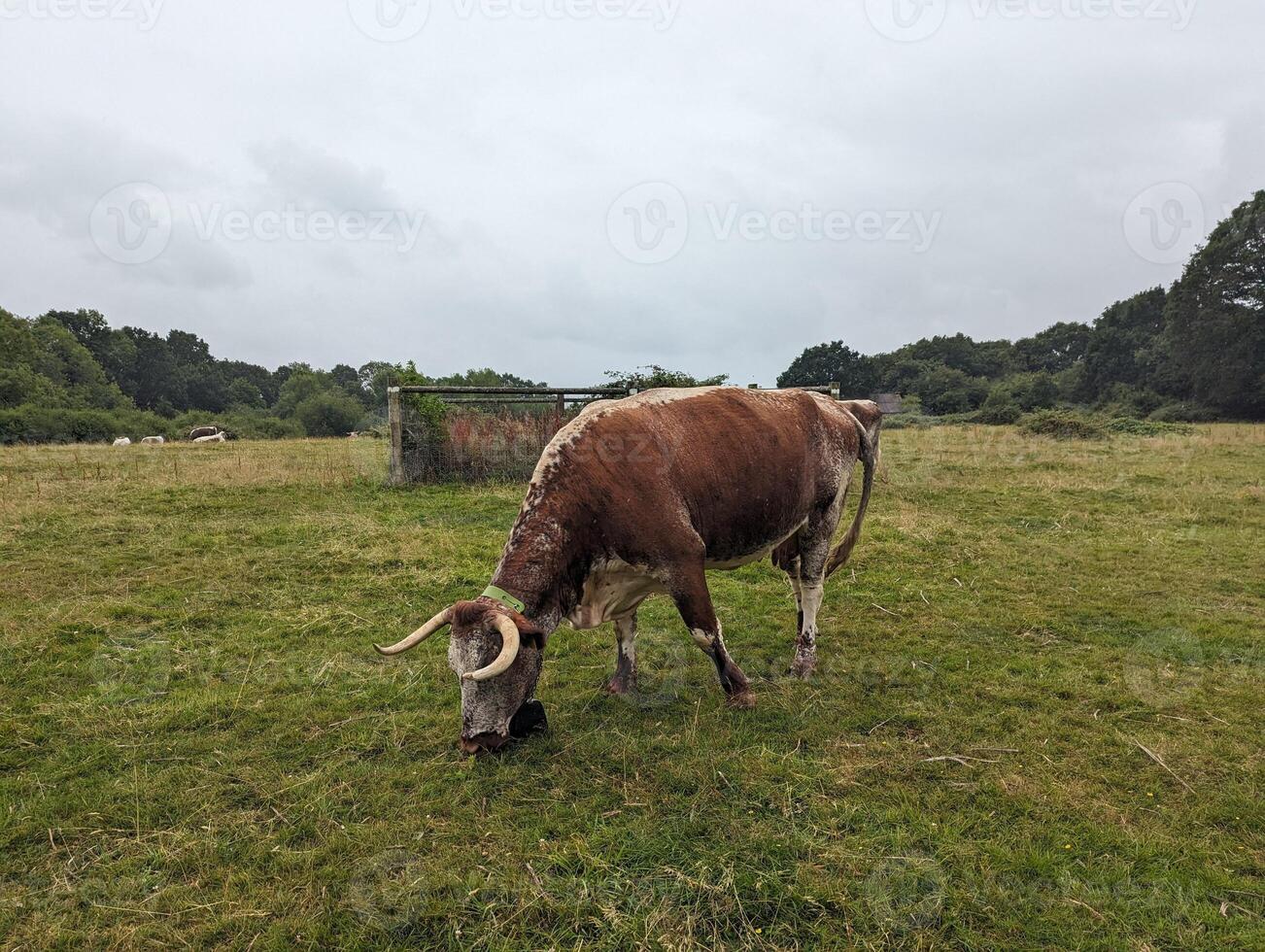 Rewilding in a Rural Landscape Free-Roaming Cattle Grazing in Knepp Estate photo