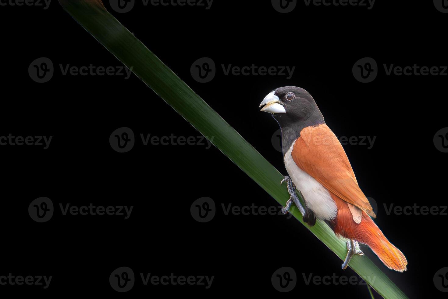 Tricoloured munia, Estrildid finches. This species, like the chestnut munia has been known as the black-headed munia. photo