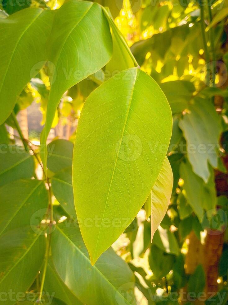Green Leaves closeup view background photo