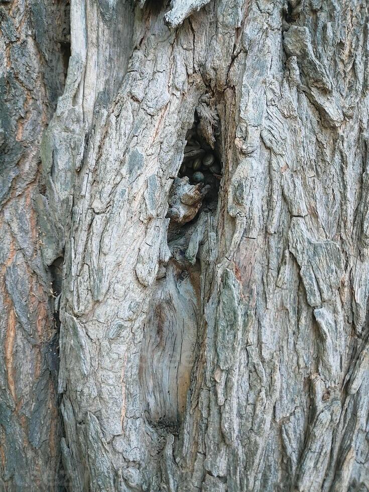 Vertical old dried tree hole nest photo