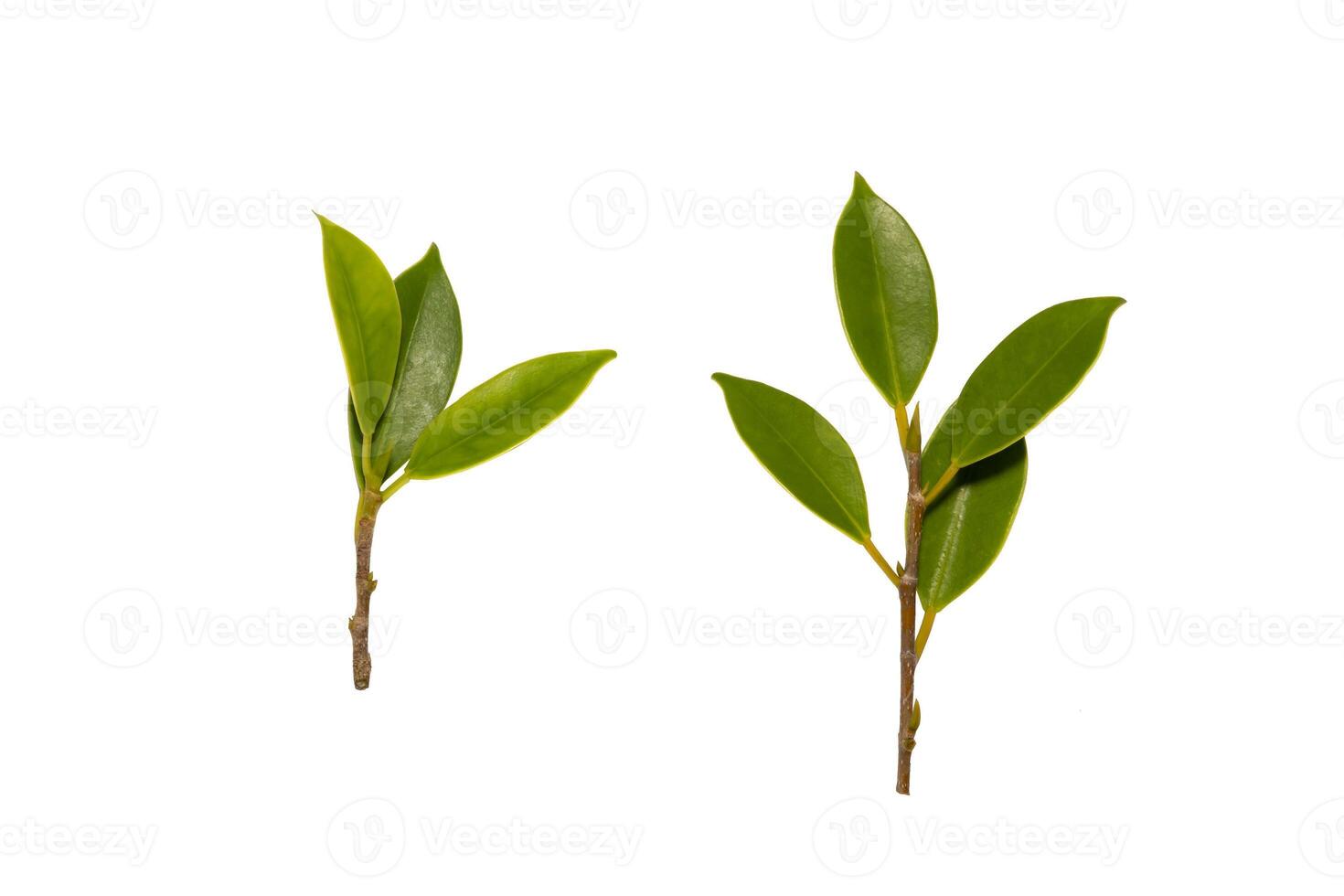 Set of green tree leaves and branches isolated on white background photo