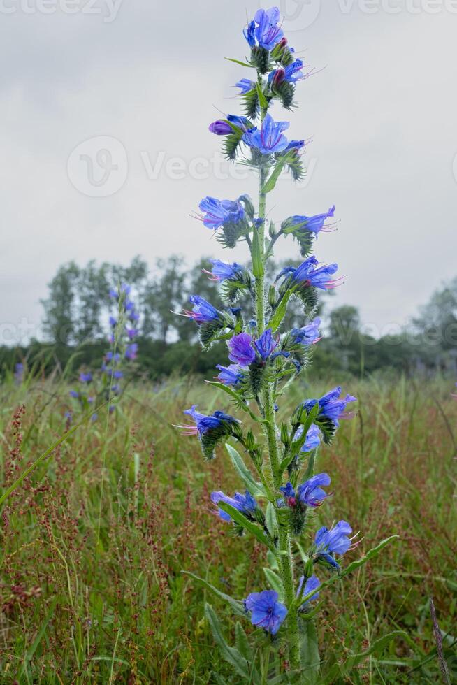 Flower with a blurry background photo