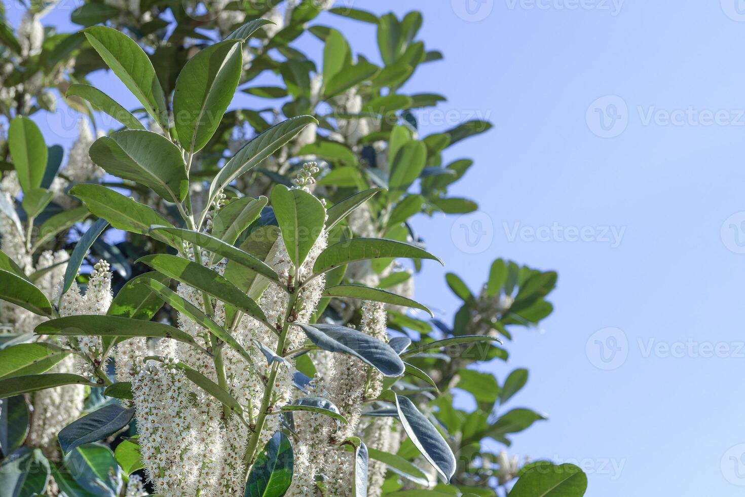 Prunus laurocerasus, cherry laurel, green shrub with white flowers in spring photo
