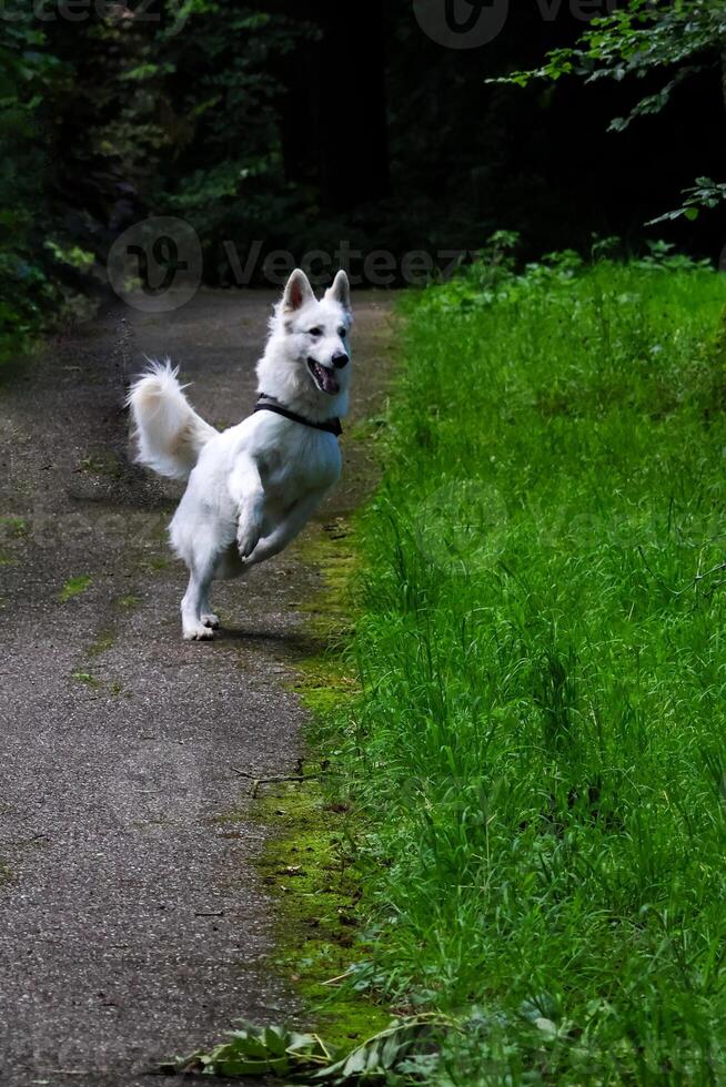 swiss shepard playing in a park photo