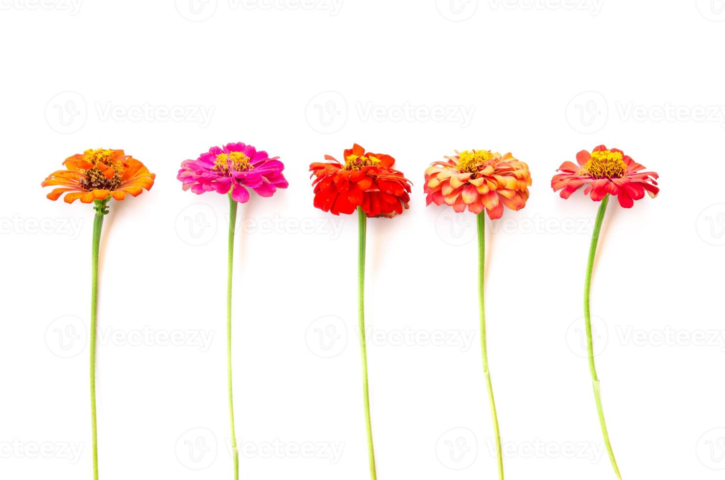 zinnia flowers on white background photo