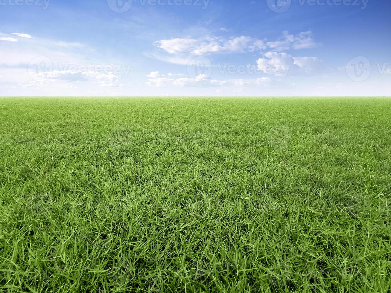 green grass field with blue sky and white clouds in the gardening and landscape shot photo use for design display product background concept