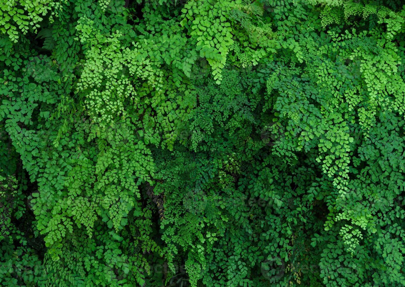 Green plant wall of Black Maidenhair fern or Adiantum Fern photo