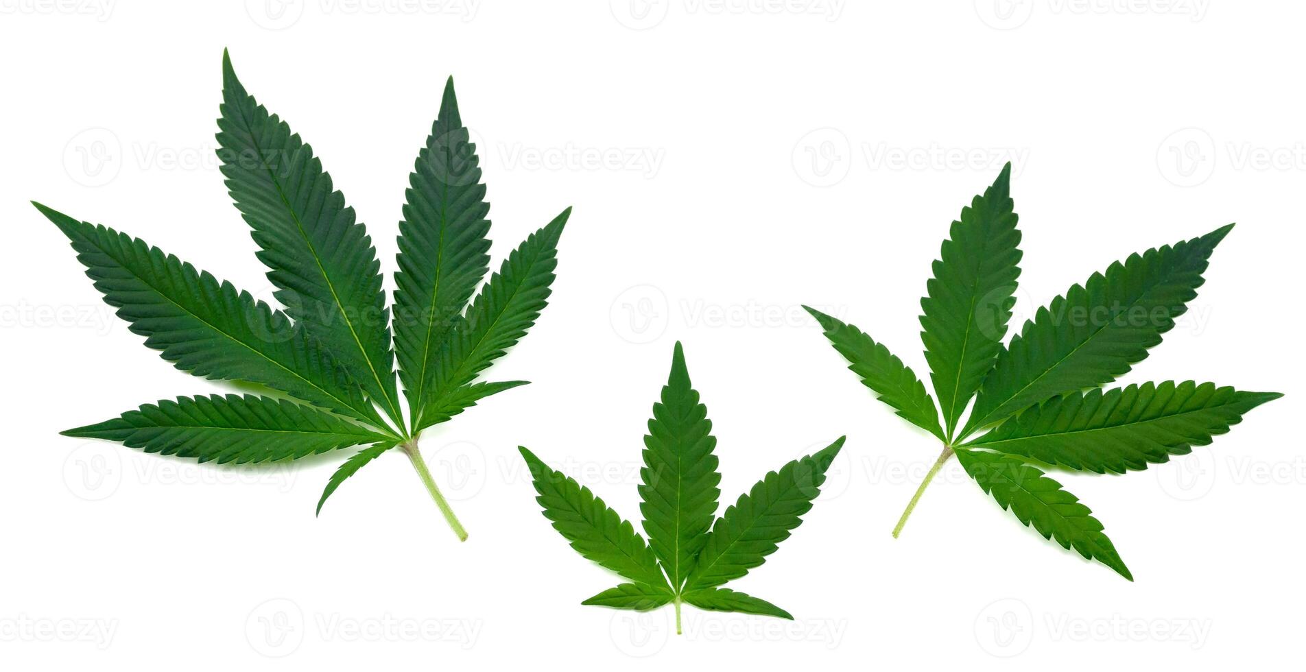 Three beautiful green cannabis leaves or hemp leaf in an set of marijuana leaf isolated on white background 2024. Pattern Cannabis young leaves and old leaves texture. photo