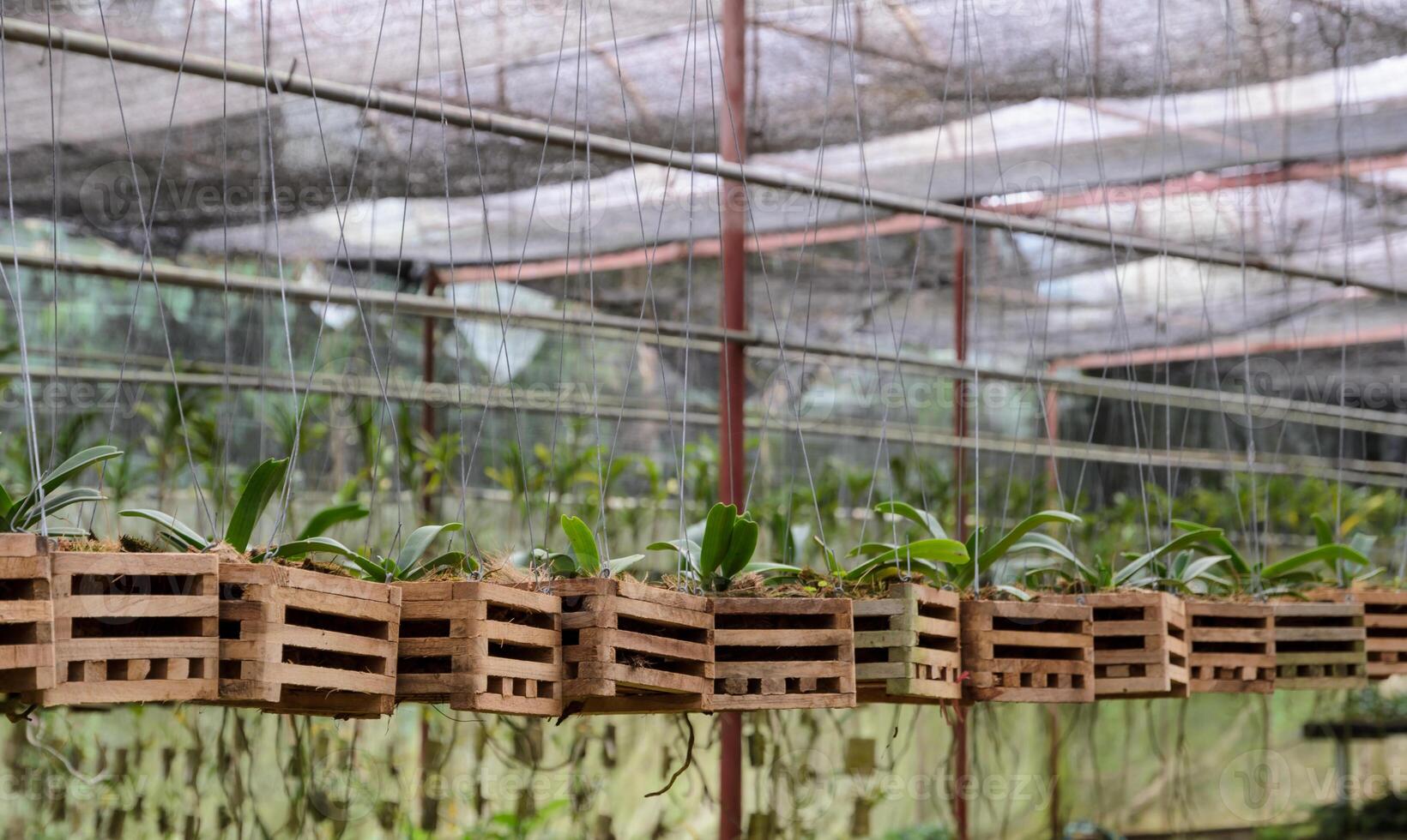 Orchid plants in a nursery photo