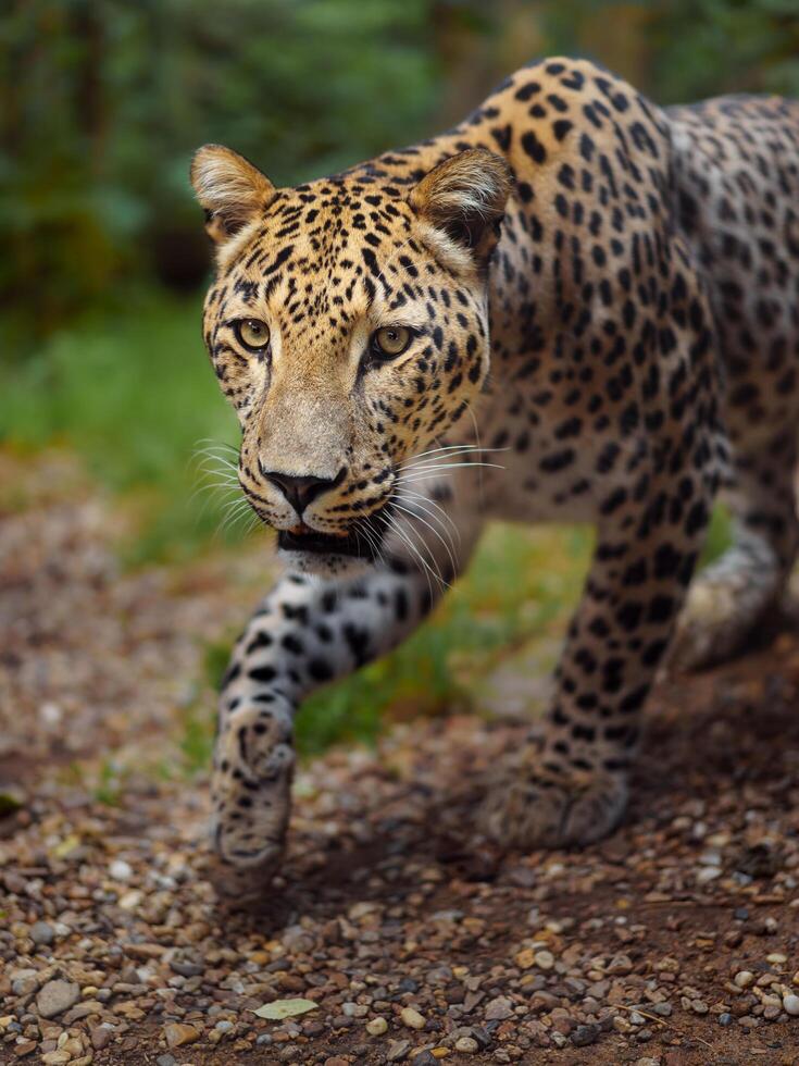 Portrait of Persian leopard in zoo photo