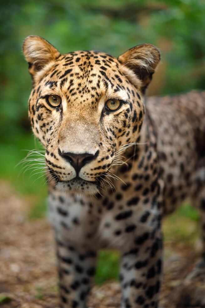 Portrait of Persian leopard in zoo photo