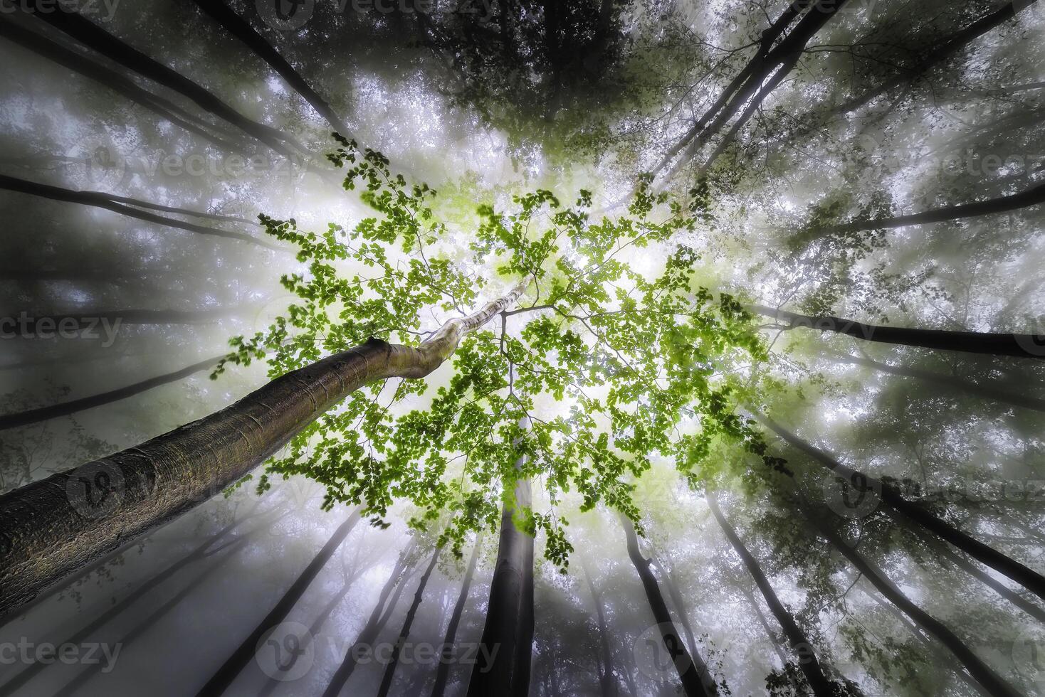 Spring beech trees photo