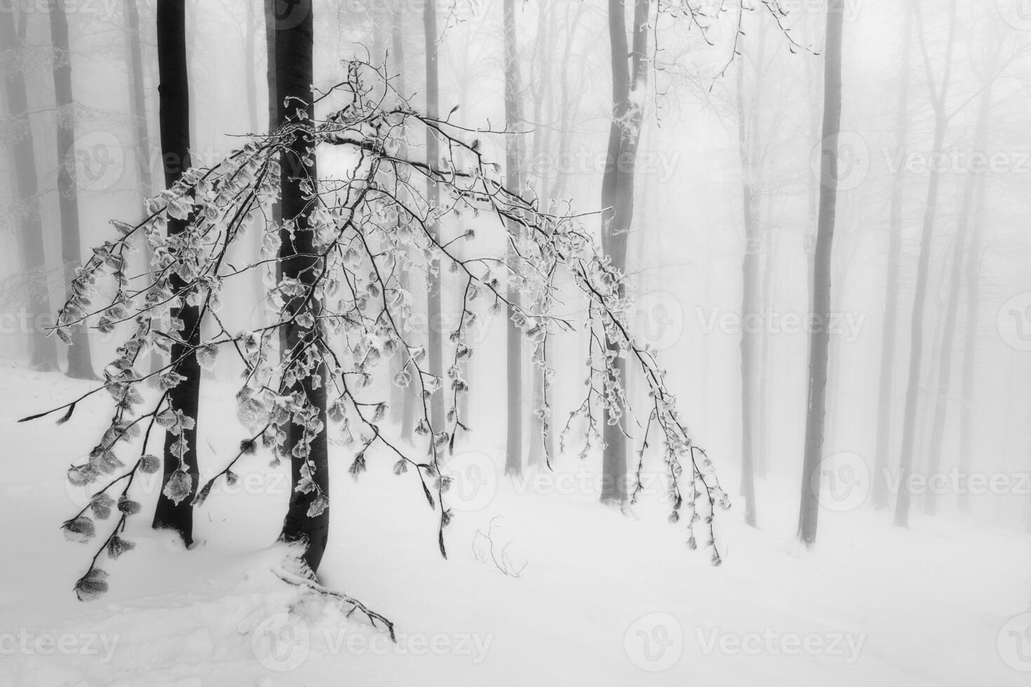 Beech trees trunks in beech forest photo